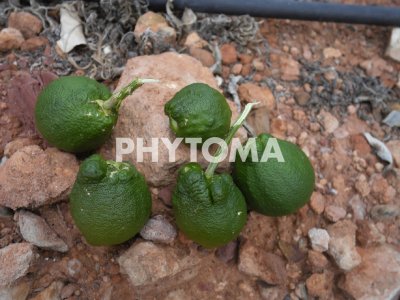 Delottococcus aberiae ( D. aberiae )